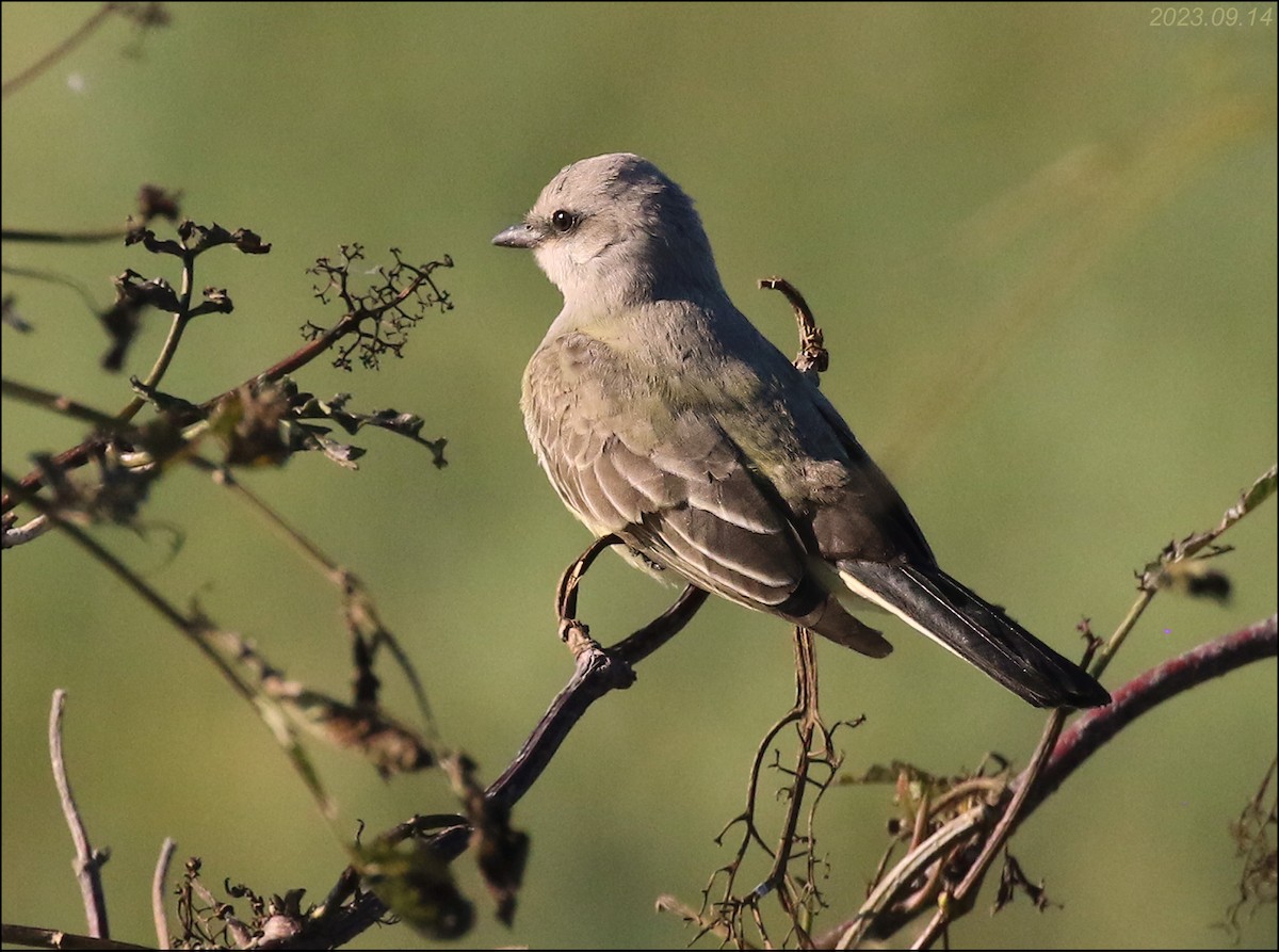 Western Kingbird - Carlo Giovanella