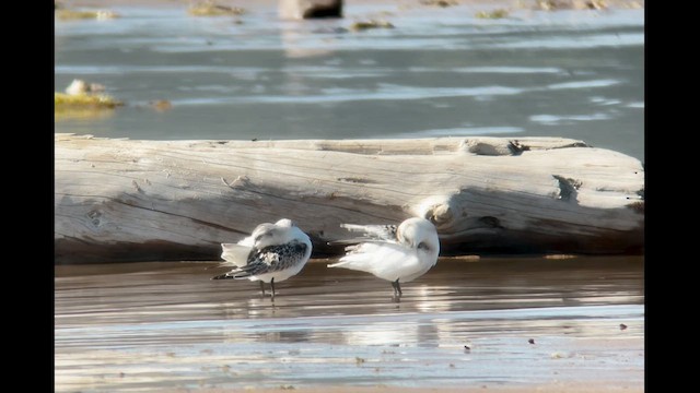 Sanderling - ML608869221