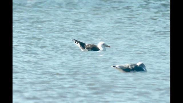 Lesser Black-backed Gull - ML608869240