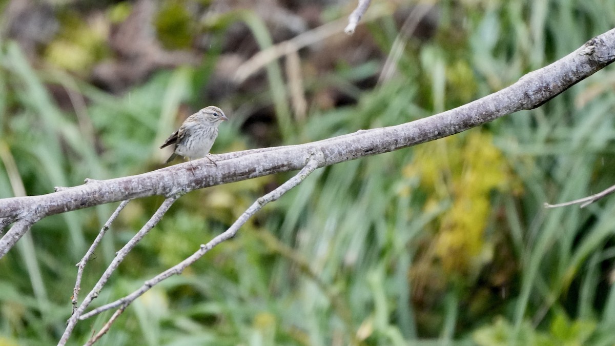 Chipping Sparrow - ML608869258