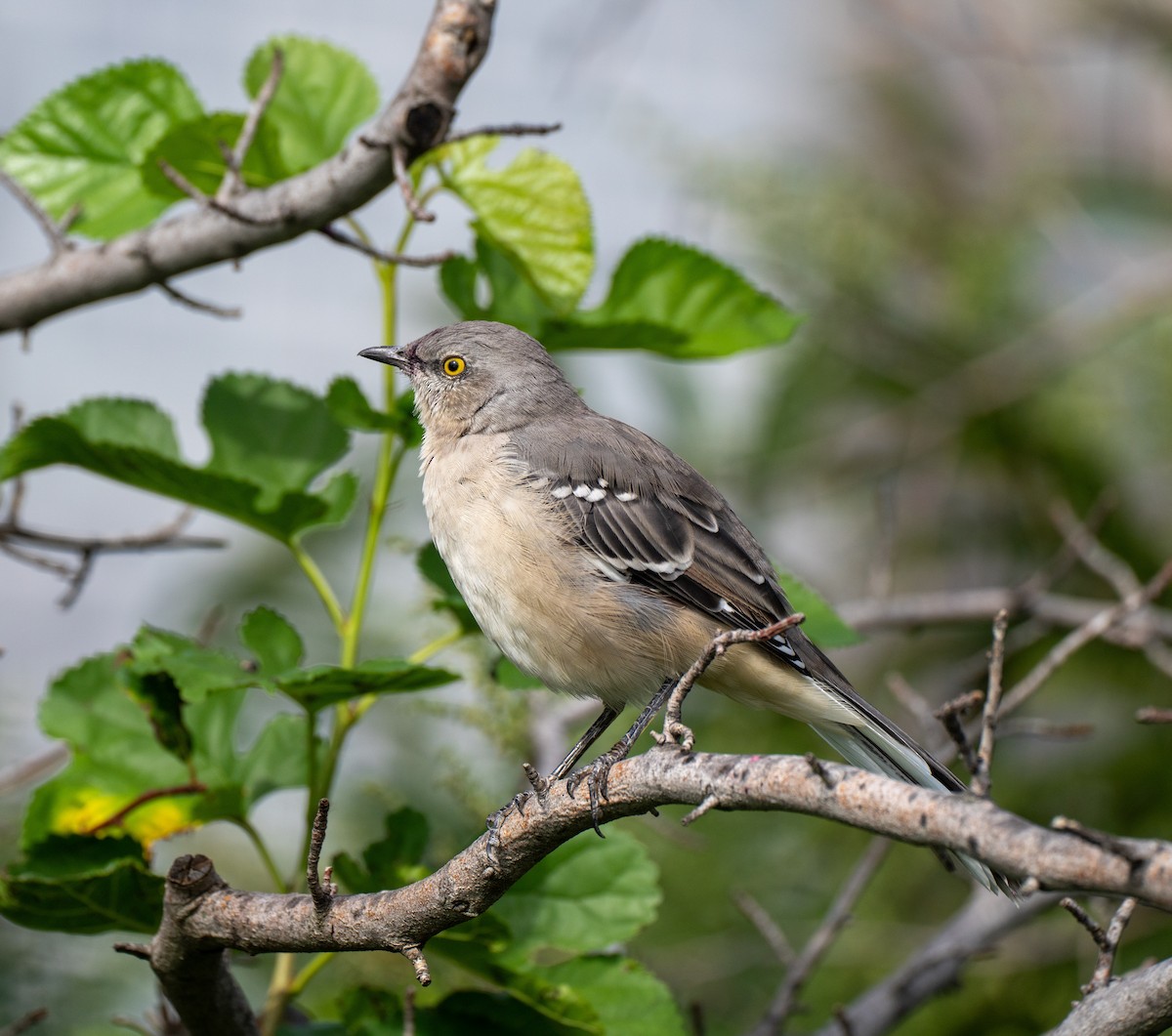 Northern Mockingbird - Scott Murphy