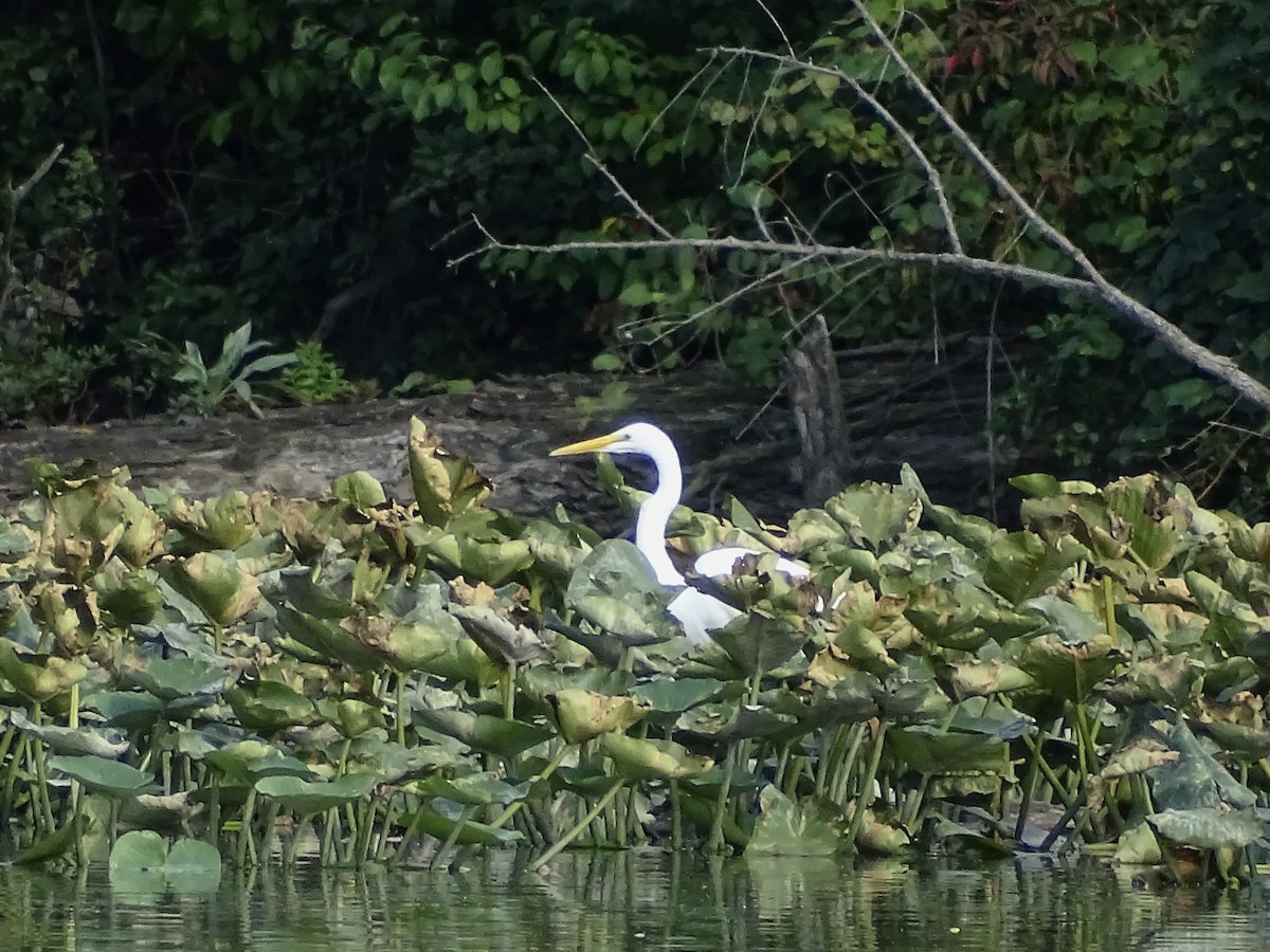 Great Egret - ML608869272