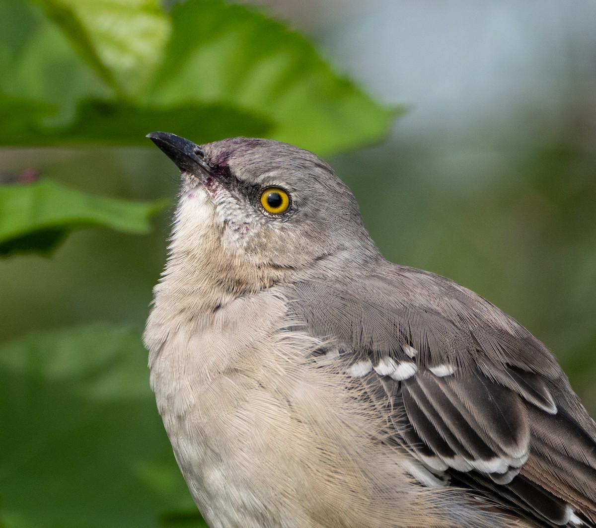 Northern Mockingbird - ML608869400