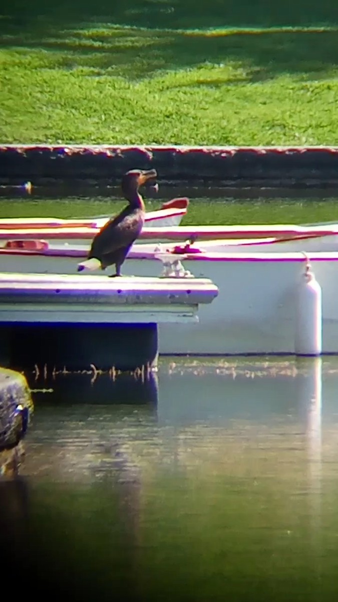 Double-crested Cormorant - ML608869622