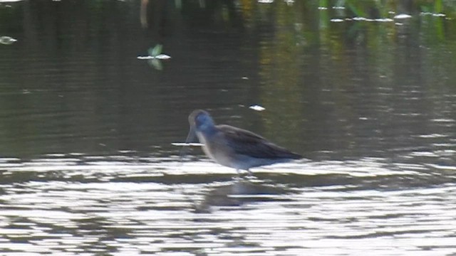 Long-billed Dowitcher - ML608869649