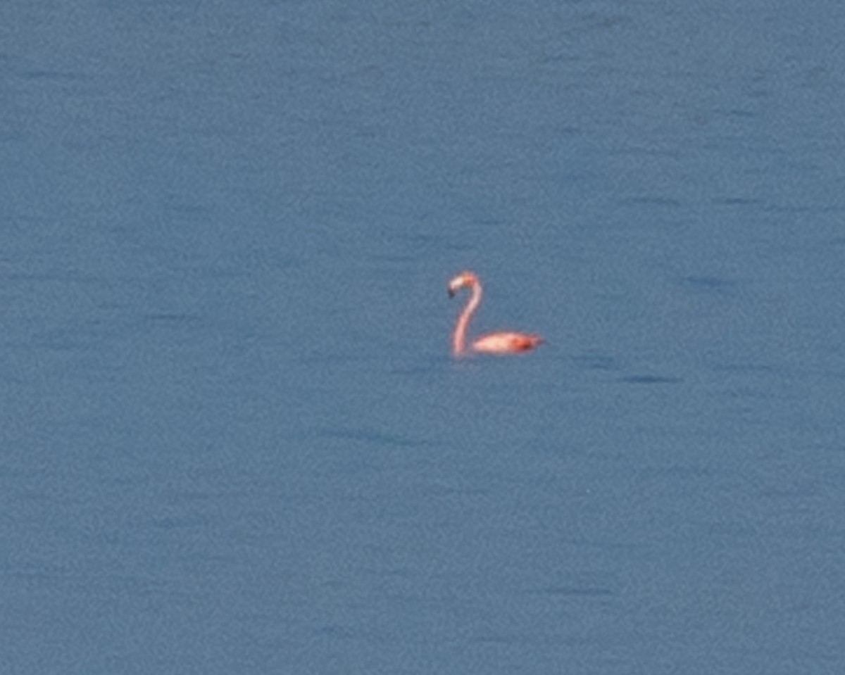 rødflamingo - ML608869665
