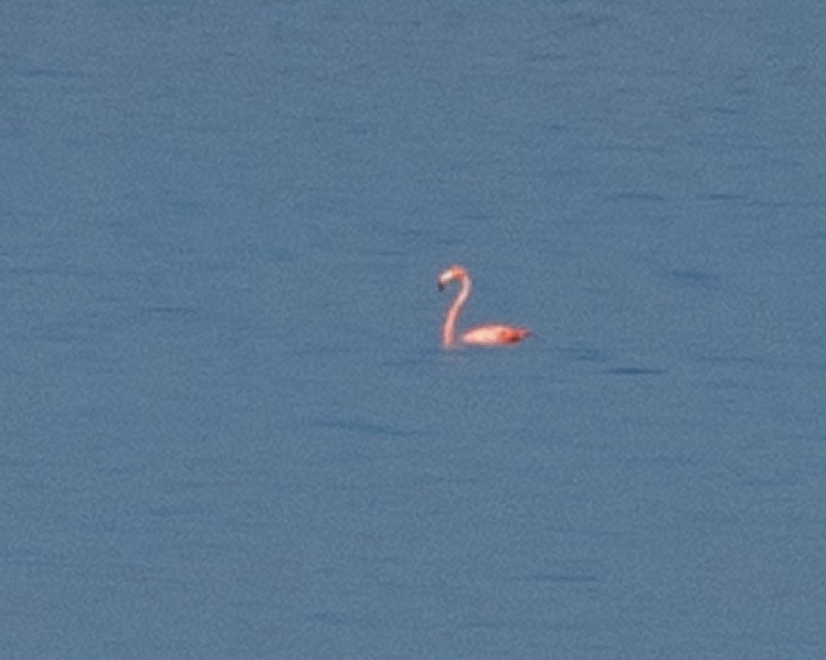 American Flamingo - ML608869665