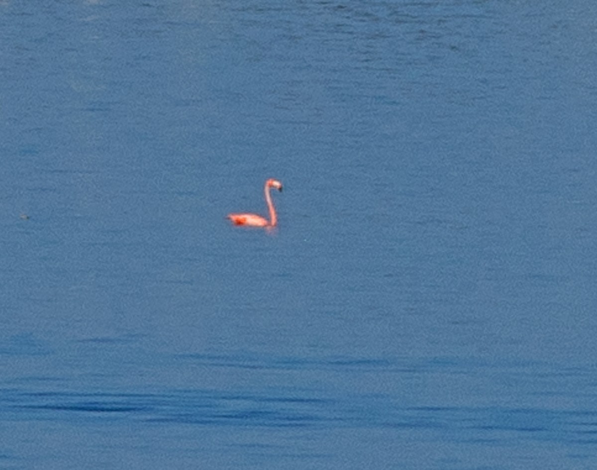 American Flamingo - ML608869666