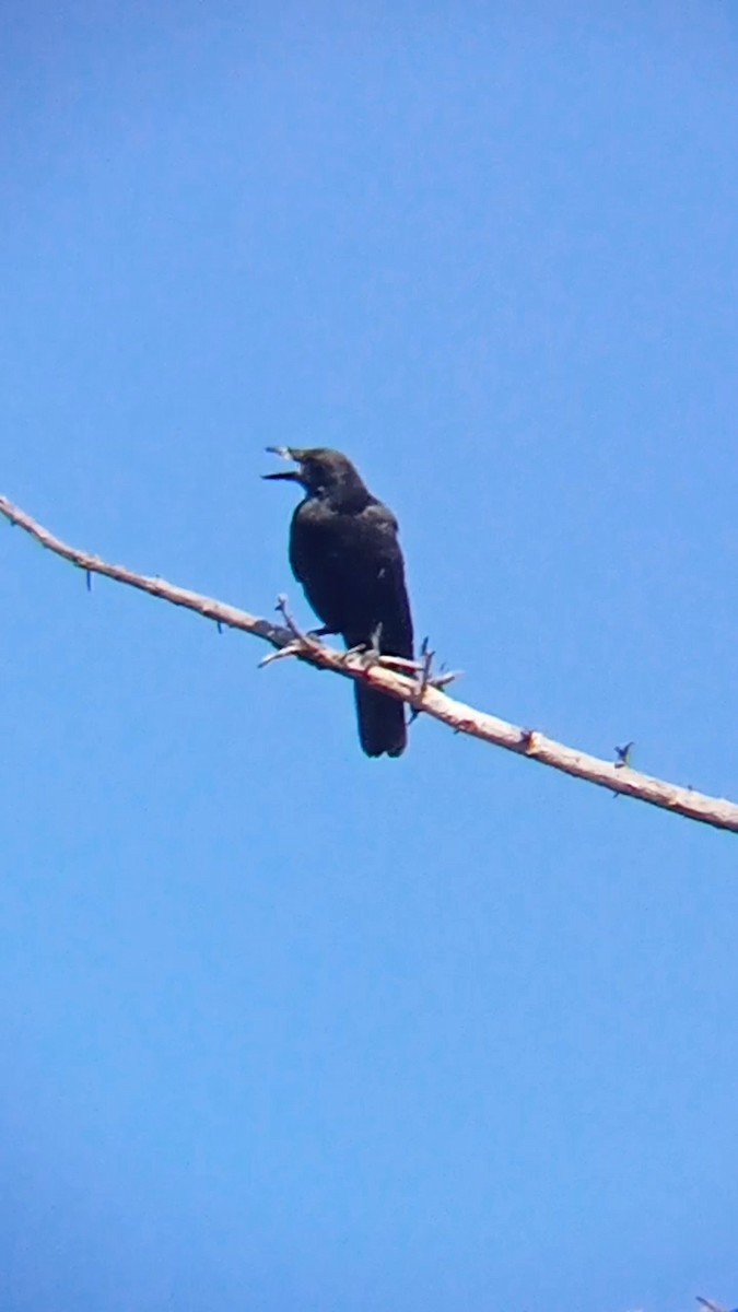 American Crow - ML608869721