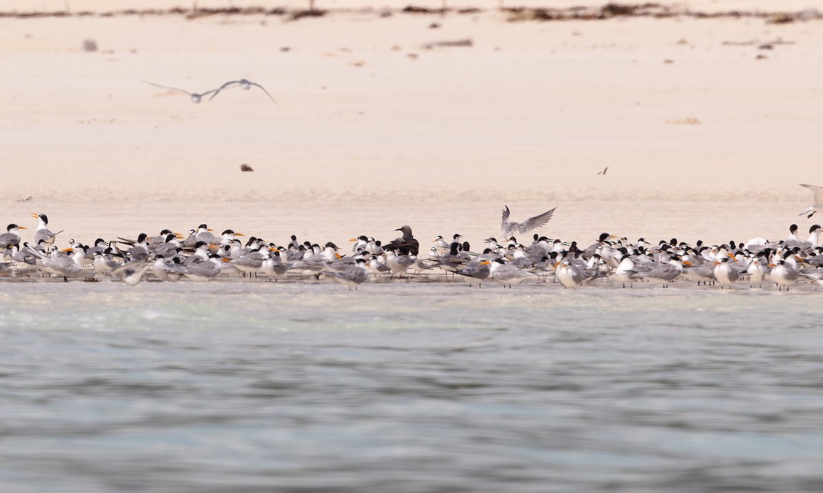 Brown Noddy - ML608869776