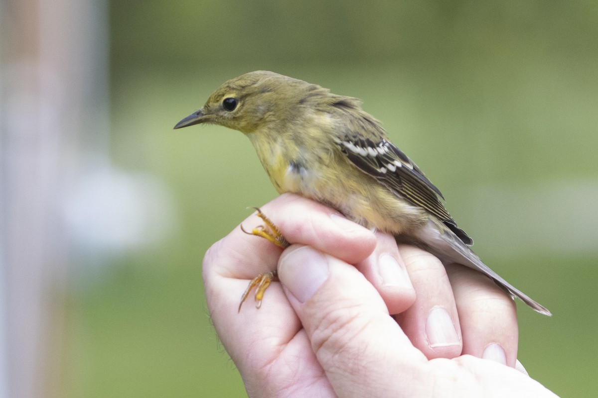 Blackpoll Warbler - ML608869875