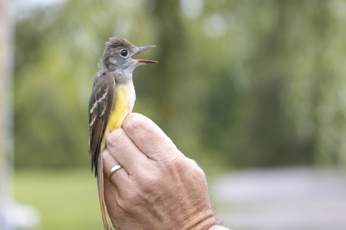 Great Crested Flycatcher - ML608869949