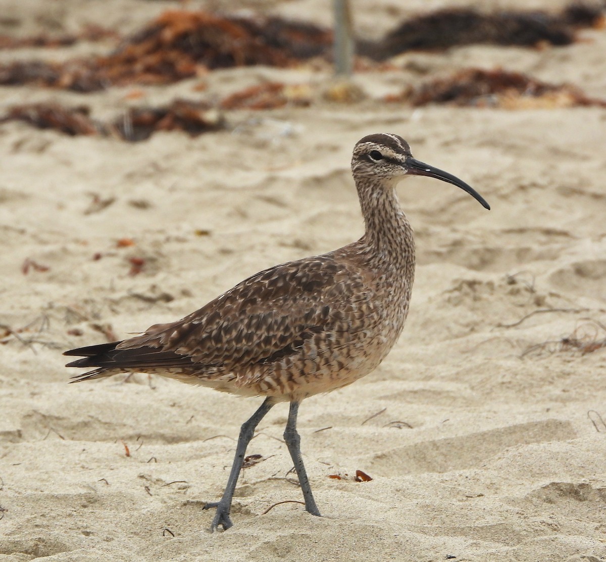 Regenbrachvogel - ML608870134