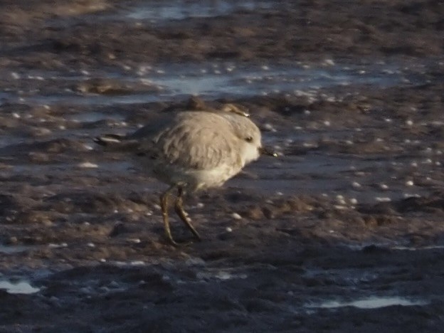 White-fronted Plover - ML608870268