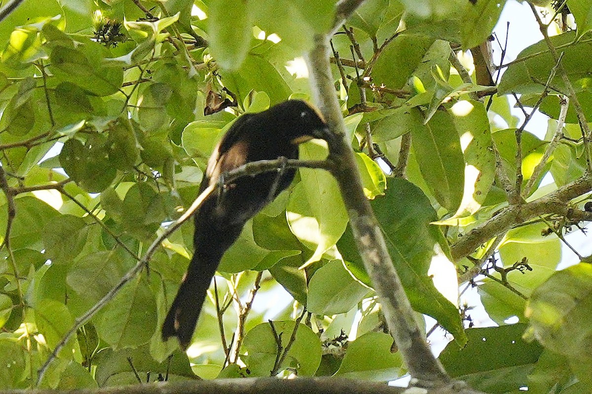 Flame-crested Tanager - ML608870356