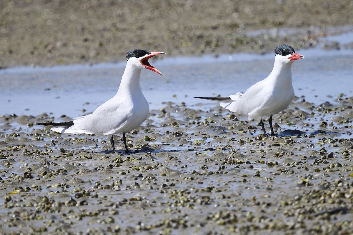 Caspian Tern - ML608870366