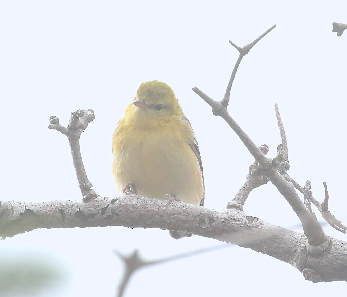 Bay-breasted Warbler - ML608870518