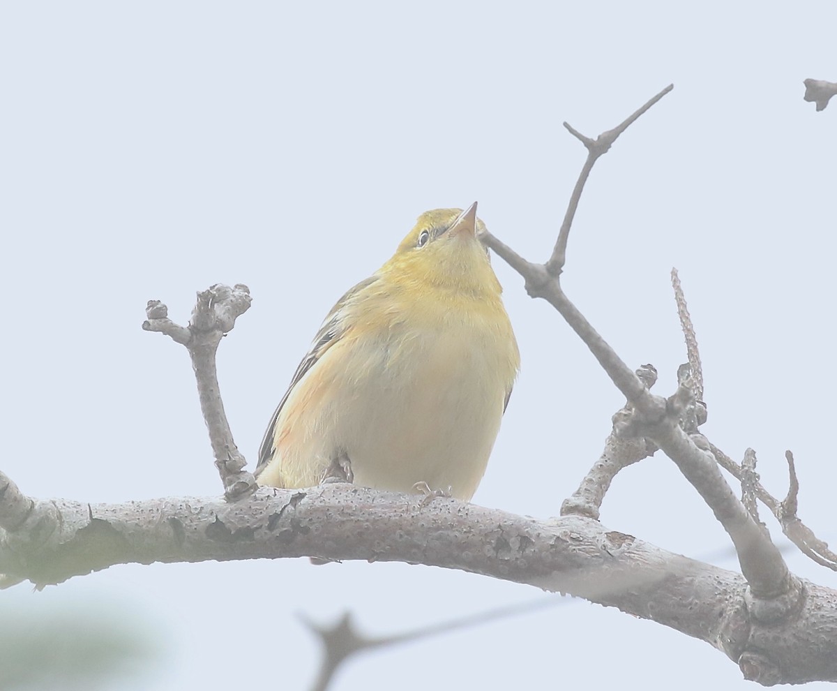 Bay-breasted Warbler - ML608870519