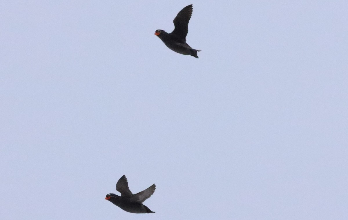 Crested Auklet - Oliver  Komar