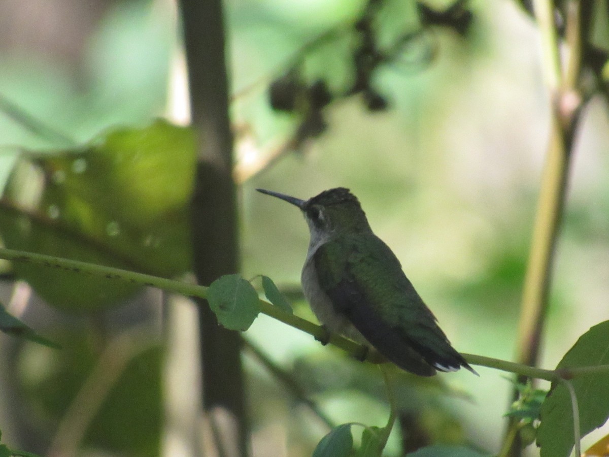 Ruby-throated Hummingbird - ML608870558