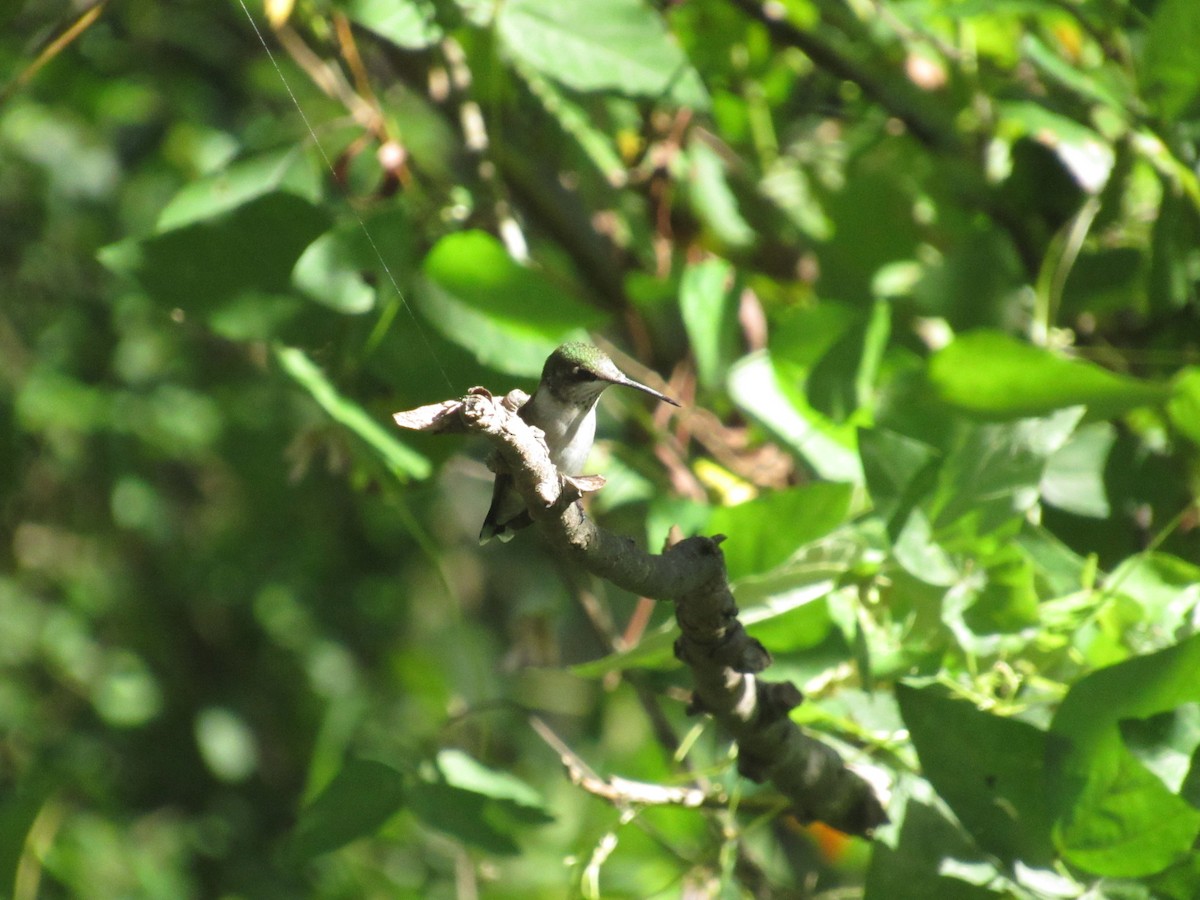 Ruby-throated Hummingbird - ML608870560