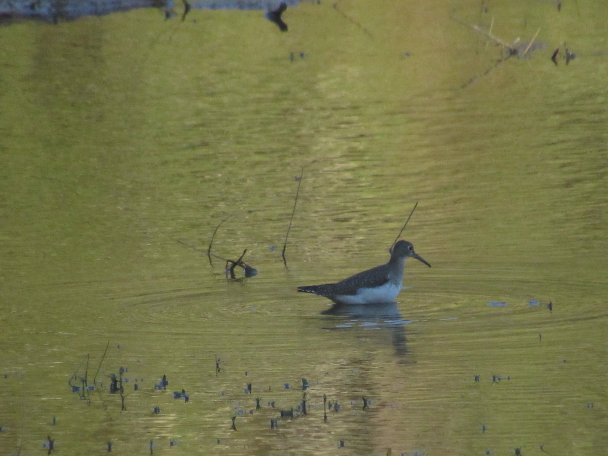 Solitary Sandpiper - ML608870589