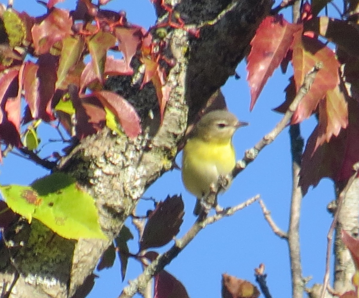 Philadelphia Vireo - Ethan Maynard