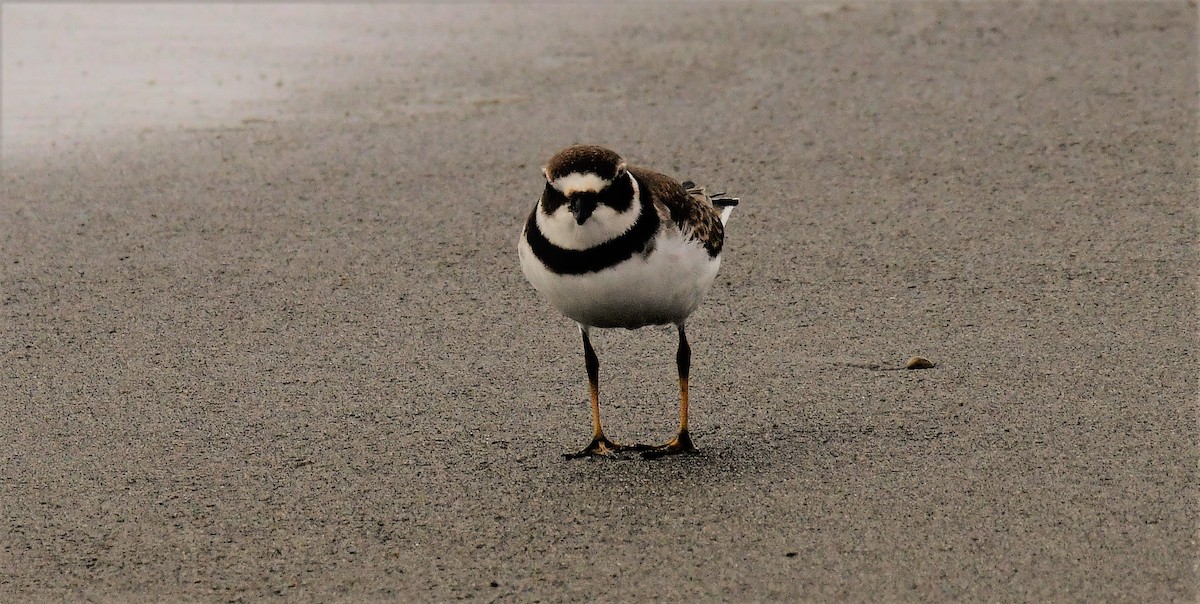 Semipalmated Plover - ML608870639