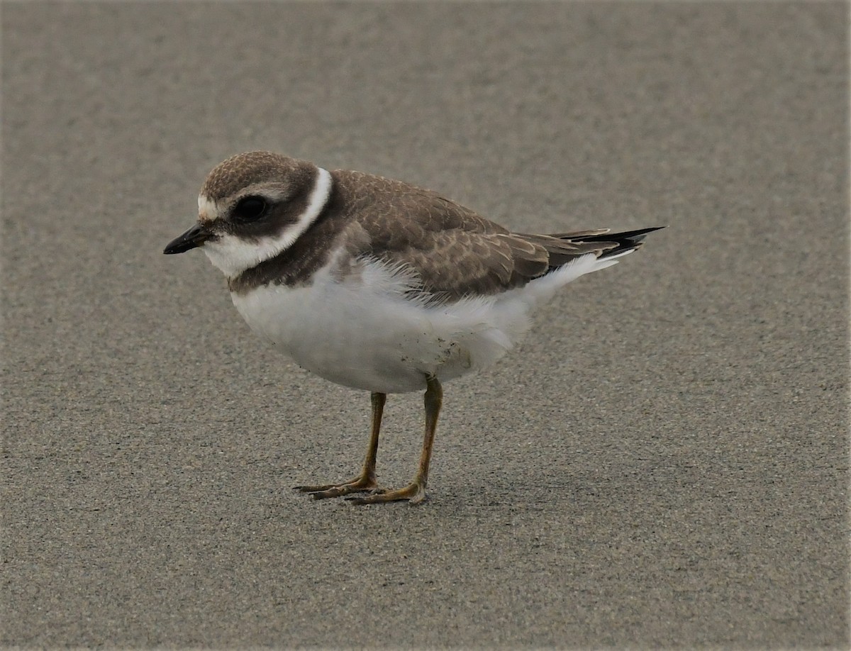 Semipalmated Plover - ML608870688