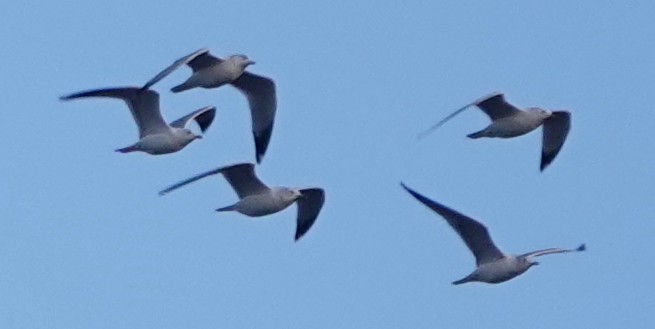 Ring-billed Gull - ML608870700