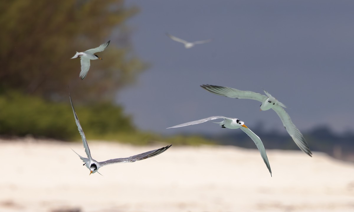 Lesser Crested Tern - ML608870733