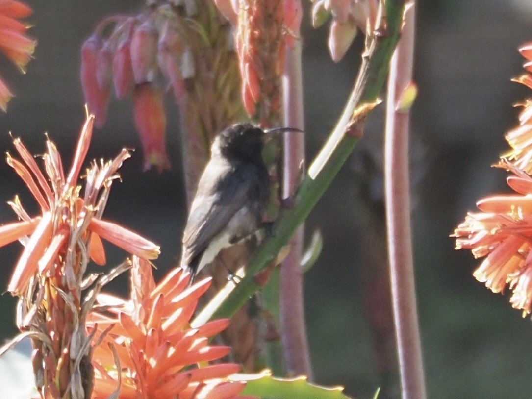 Dusky Sunbird - Kelly Siderio