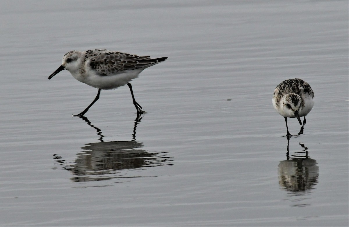 Sanderling - ML608870758