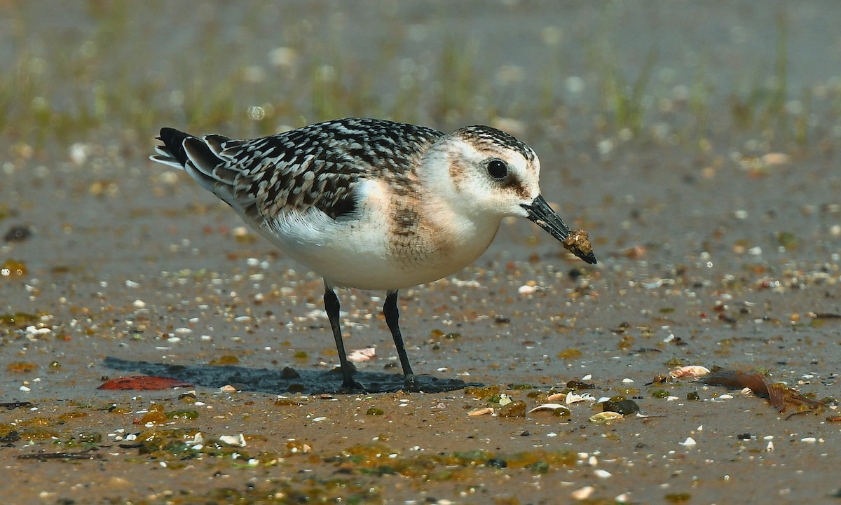 Bécasseau sanderling - ML608870864