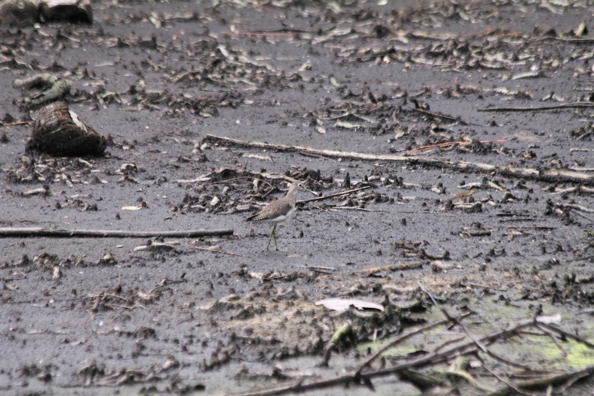 Solitary Sandpiper - ML608870872