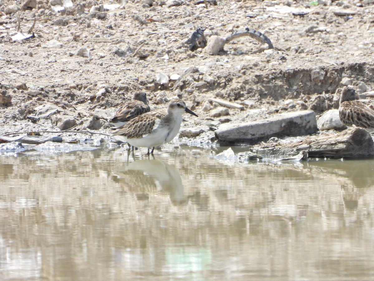 Semipalmated Sandpiper - ML608871054