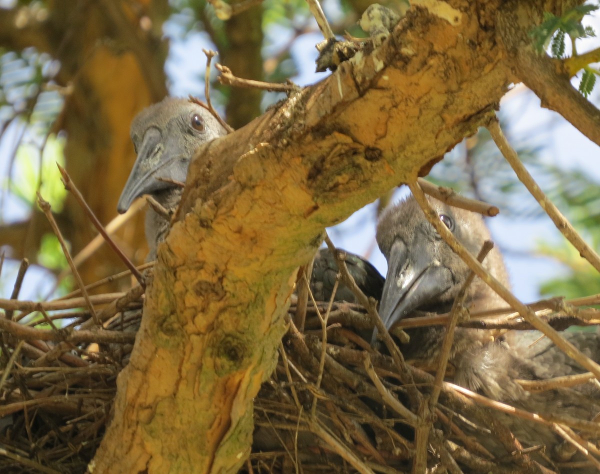 Hadada Ibis - ML608871114