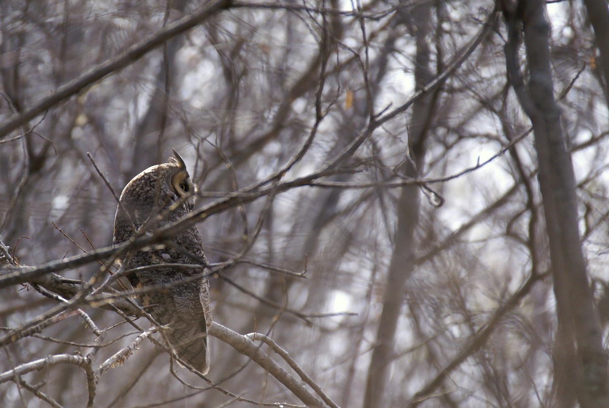 Long-eared Owl - ML608871173