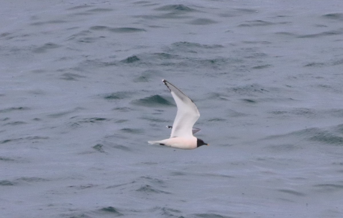 Sabine's Gull - ML608871237