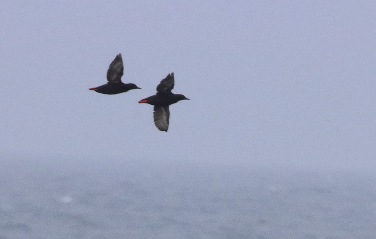 Pigeon Guillemot - ML608871257