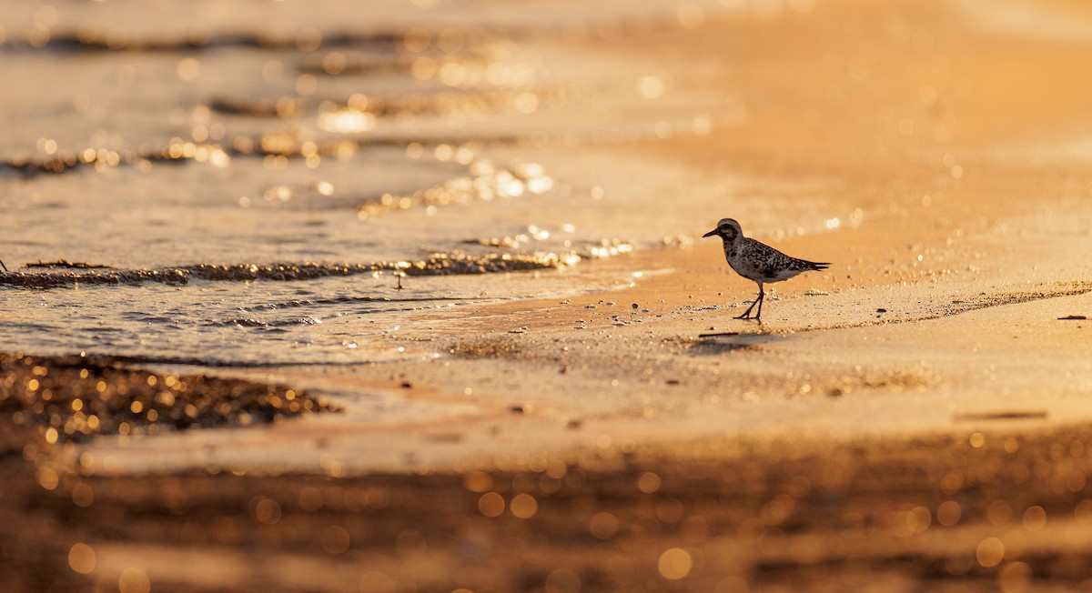 Black-bellied Plover - Ian McDonald