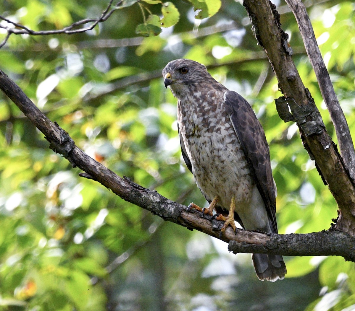 Broad-winged Hawk - Chad Kowalski