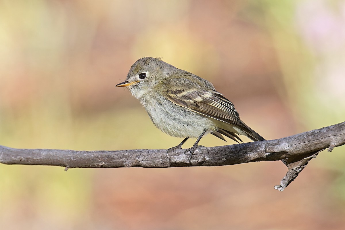 Dusky Flycatcher - ML608871454