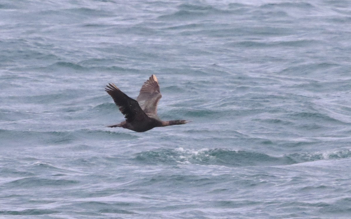 Pelagic Cormorant - Oliver  Komar