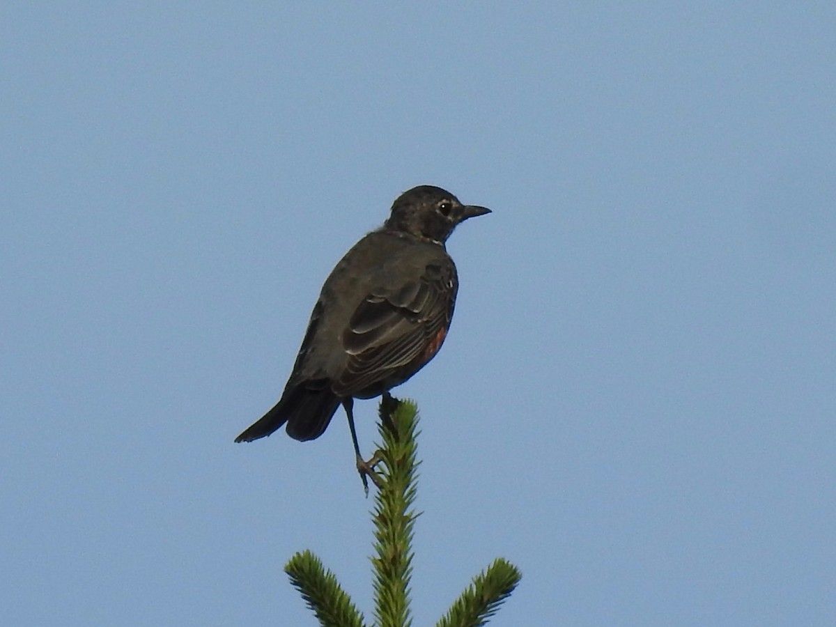 American Robin - ML608871494