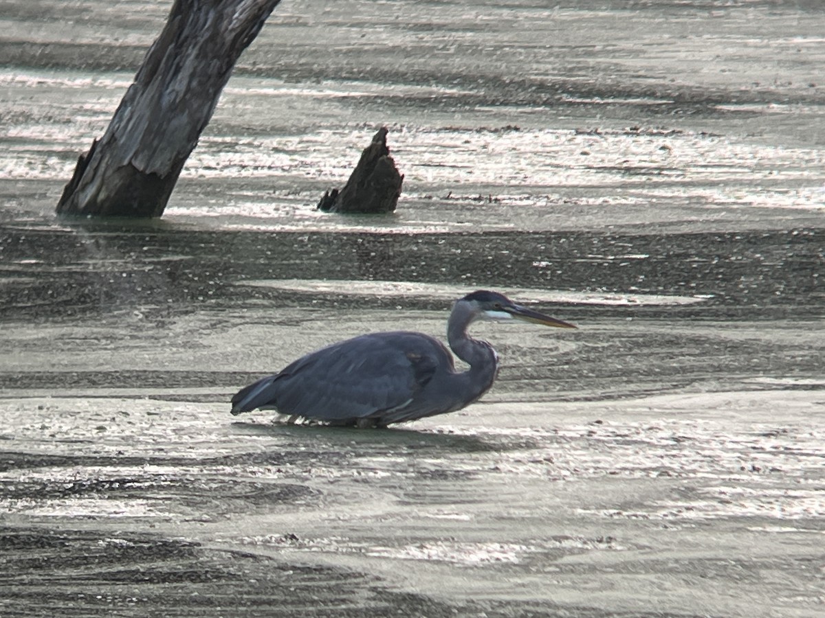 Great Blue Heron - ML608871495