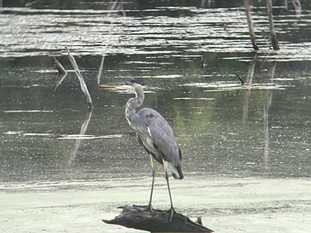 Great Blue Heron - ML608871496