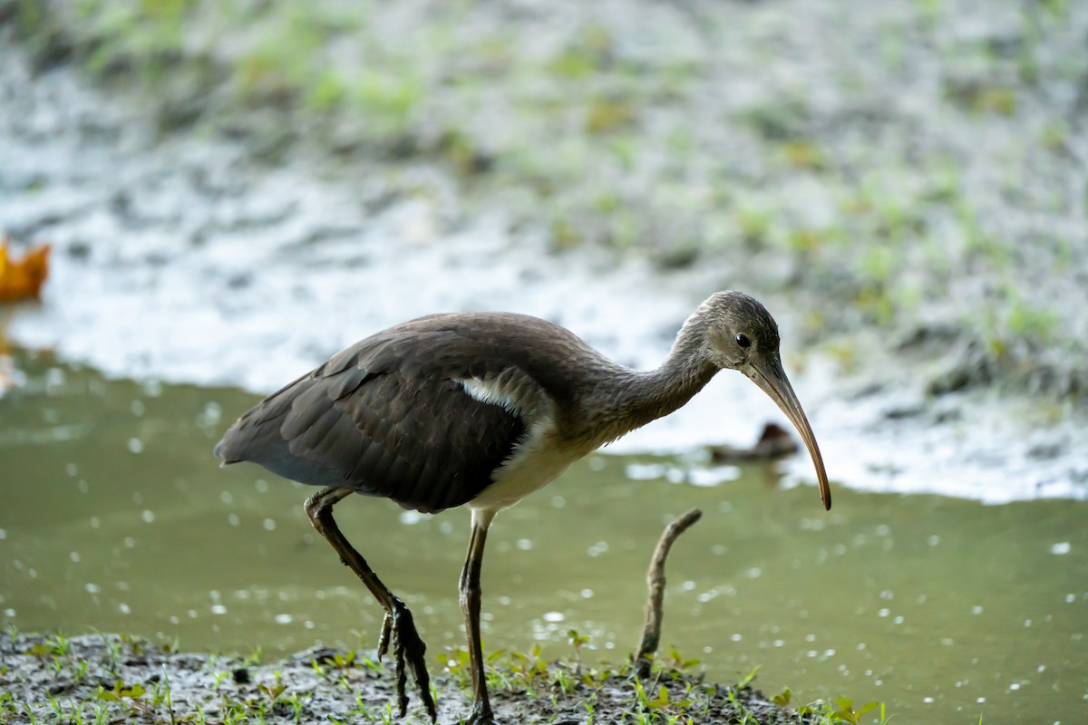 White Ibis - ML608871592