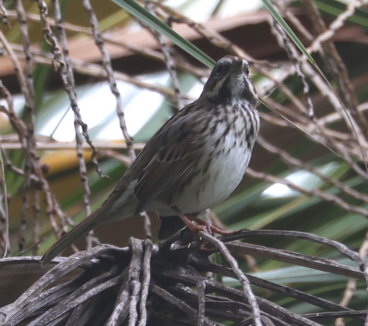 Song Sparrow - ML608871649