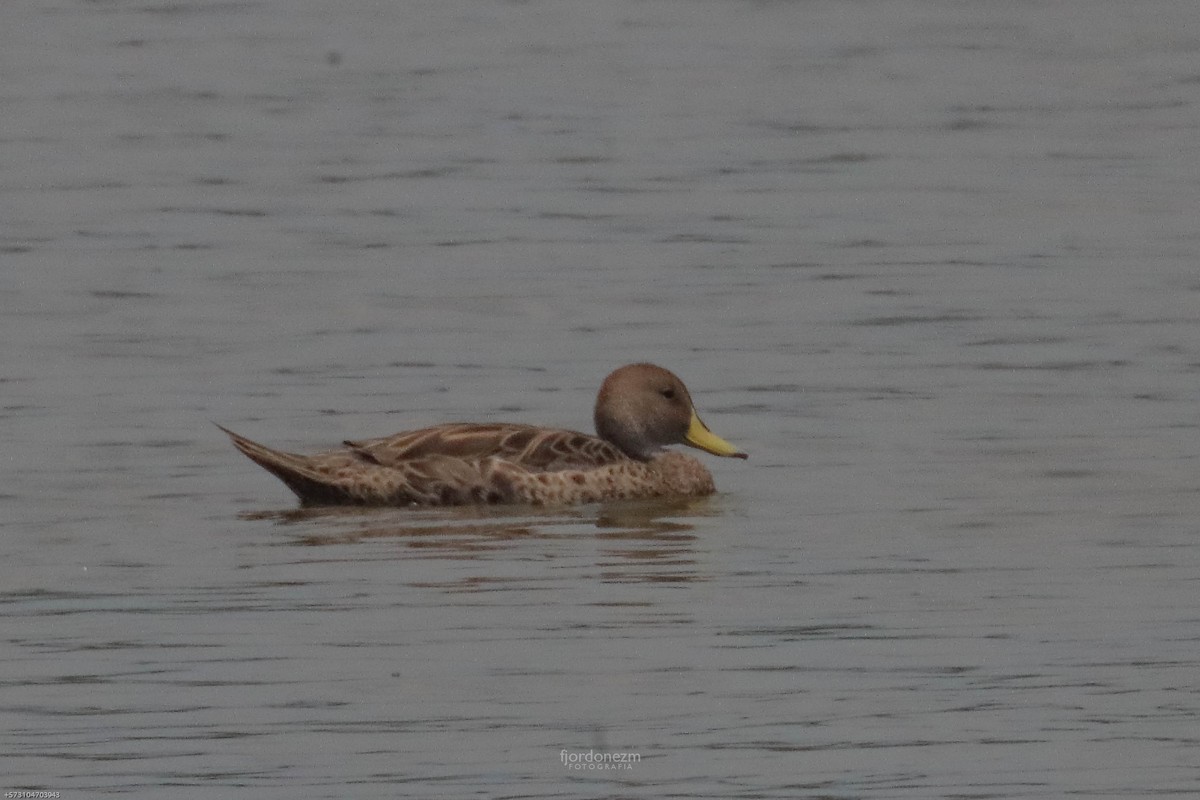 Yellow-billed Pintail - ML608871656